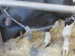 40 chaines à vache modèle à plaque