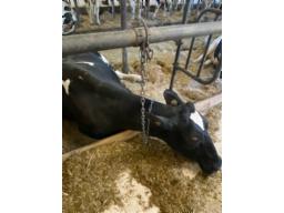 cow chains   (2X25 chain)