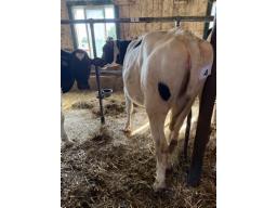 FAB POPSTAR LOX ( 9835)