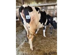 FAB LARSON LORET ( 9798)