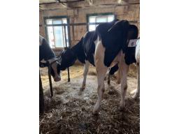 FAB LARSON LIT ( 9831) 