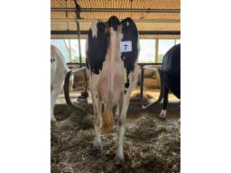 FAB APTITUDE DOLBY ( 3429) 