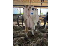 FAB CONFIDENT ROSE B.P. 82 ( 8936)