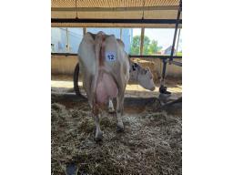 FAB ROCKSOLID ROSSI ( 3450) 