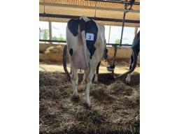 FAB APTITUDE LULU (3410) 