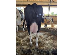 FAB APTITUDE SLIP ( 3385) 