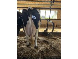 FAB GEMSTONE LOBBY B.P. 80 ( 8957)