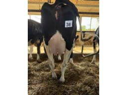 FAB GALORE CREPI ( 3405)