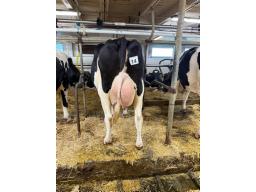 GIRELOU COLAS FORTNITE (72)