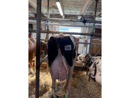 STECRO RONALD MIMI (68)