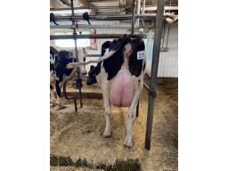 CLERCLYN NINA DRAGONHEART (155) 