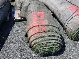 Rouleau Tapis Gazon environ 15' de large, longueur inconnu