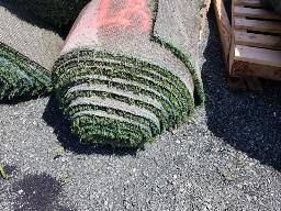 Rouleau Tapis Gazon environ 15' de large, longueur inconnu