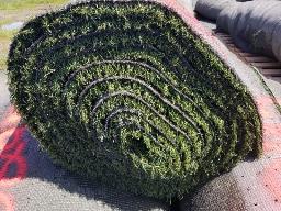 Rouleau Tapis Gazon environ 15' de large, longueur inconnu