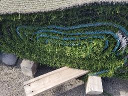 Rouleau de tapis gazon environ 15pi de large, longueur inconnu