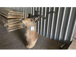 1 x Buck trophy