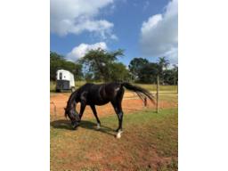 Registered Black Straight Egyptian Gelding (Al-Miqdad Malik Shah) (STC)