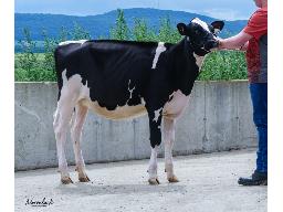 Comestar Latania Bullseye