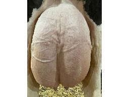 7- C V F CRUSHABULL BUTTERBALL