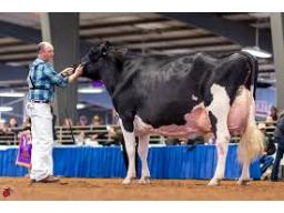 1E- 4 sexed Direct x Rach-Len Dundee Lilly EX-97-3E