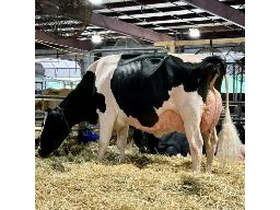 2E-IVF Session x Underground Adeline EX-96-2E