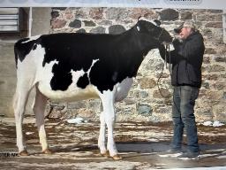 1B- Echo Glen Master Ivy (Sells as Choice) 