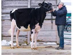 1C-Maplebrough IPass P Rhonwyn (Sells as Choice)