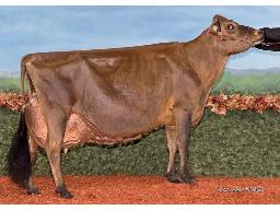 5 Embryons Marbro Premier Ezra EX-95 5E x Dulet 