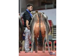 Lot-J11E Roggua Frank Nastia TB-88 2-11 x VIP sexe