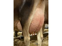 Lot-J9 Josclaud Maverick Romy-ET