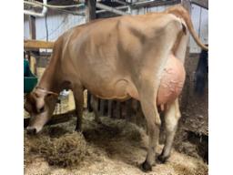 Lot-J12 Top Gene Frank Chelsea VG-86-2yr