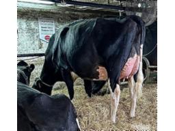 21-WEEKSDALE UNIX KHLOE VG-88-2yr