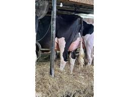1-WEEKSDALE UNIX TIKTOK VG-89-3yr