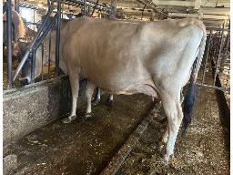 97-Bri-Lin Touchdown Tuesday EX-91-4yr