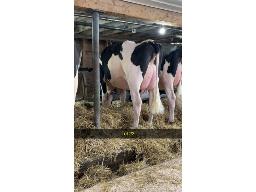 23-BLONDIN LAMBDA CITRUS VG-87-2yr