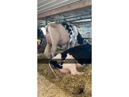 11-EASTRIVER JORDY LILI 980 VG-86-2yr