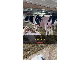 10-GOLDENFLO ACTIONMAN DELIGHT VG-88-2yr