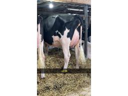 94-Belcher Nitro Jypsy VG-87-2yr