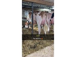 3-HODGLYNN UNSTOPABULL MADELINE VG-87-2YR