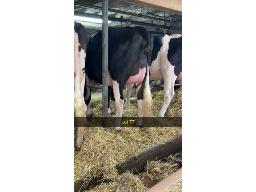 77-WEEKSDALE UNIX MEMPHIS VG-86-2yr