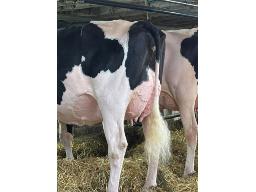8-FRICOSONS SIDEKICK LASENZA VG-89-3yr