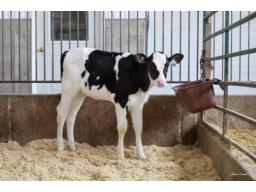 23A- Hodglynn Maximum x Unique Chief Cheers 2.0 VG-87 (MS:88) 3yr