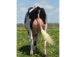150-Phoenixholm Destiny Cindy VG-87 MS:88