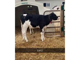2-WEEKSDALE AVENGER TINDER 