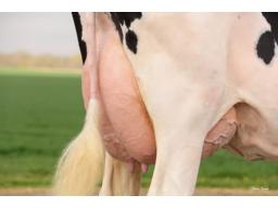 13-Orlortine Victor Danika VG-86