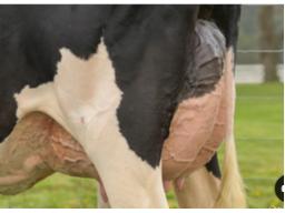 23-Unique Chief Cheers 2.0 VG-88 (EX:91 MS) 3YR
