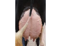 27-Sillsway Dumbledore Nero EX-92-4yr 