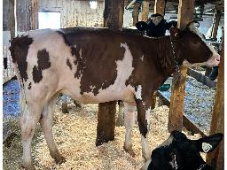12-GENTIANE FREDIE HUNKYDORY 9871