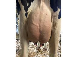 65-GENTIANE APHRODITE LAMBEAU 9919