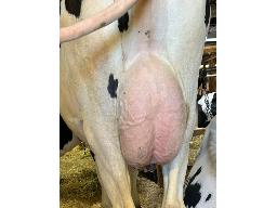 31-GENTIANE POSITIVE MADGE BP-82 -9918